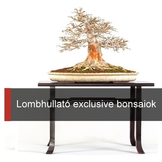 lombhullato exclusive es lomblevelu high quality bonsai collection kollekcio marczika studio